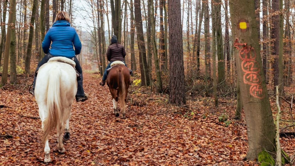 Lesy Mendelovy univerzity nově protínají stezky pro jezdce na koních